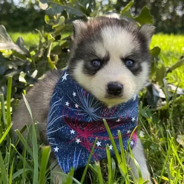 Dean | image 2