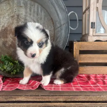 Frankie