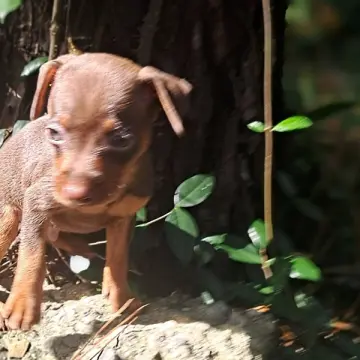 Buster Brown