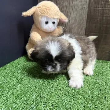 Bert | image 2