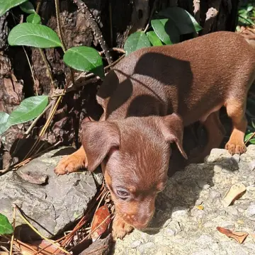 Buster Brown | image 9