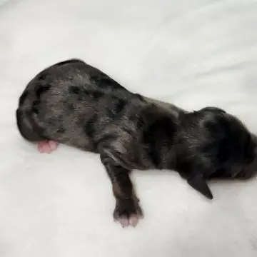 Brownie | image 2