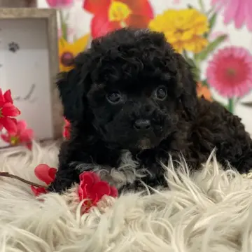 Lucy | image 2