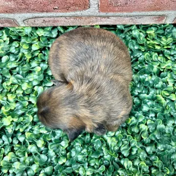 Minnie