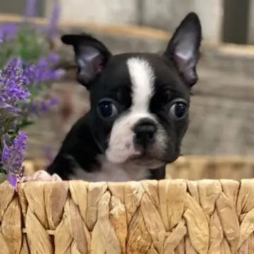 Marco