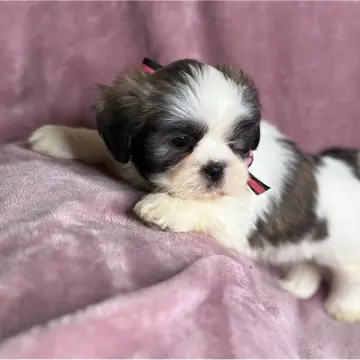 Junebug | image 9