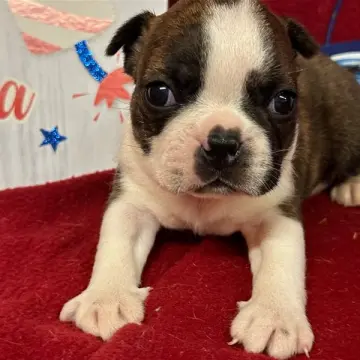 Franklin