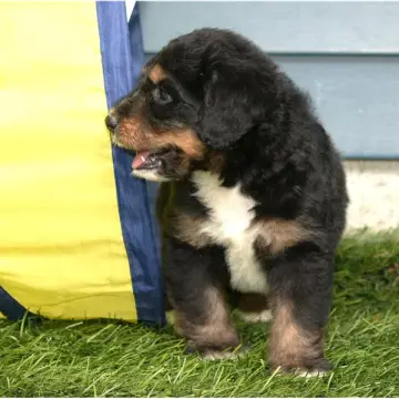 Hazel | image 3