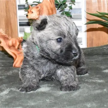 Rhett | image 2