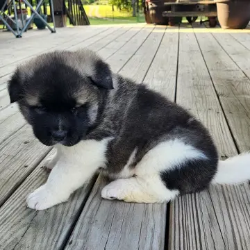 Stella