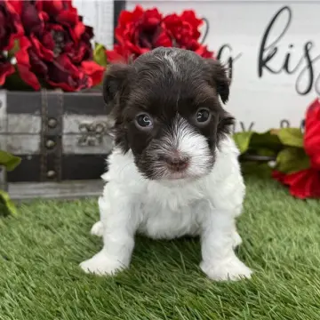 Holly