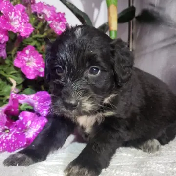 Layla | image 2