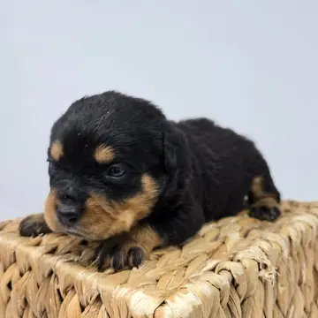 Rosie