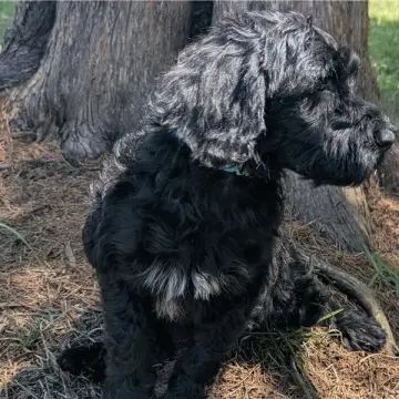 Mateo