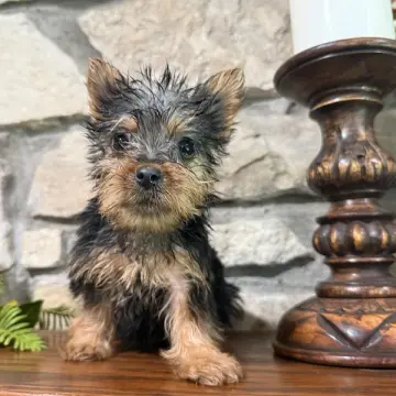Dorothy | image 2