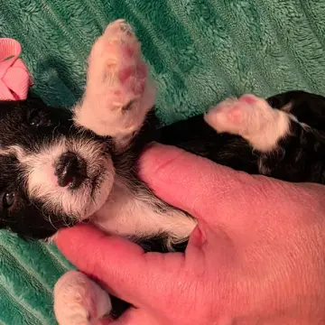 Delilah | image 2