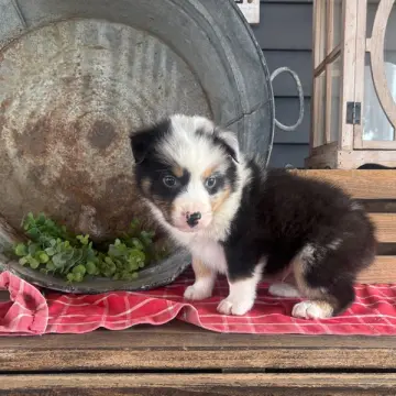 Frankie | image 2