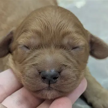 Bella | image 4