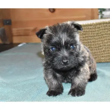 Sadie