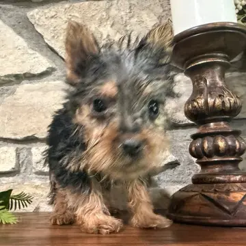 Dorothy