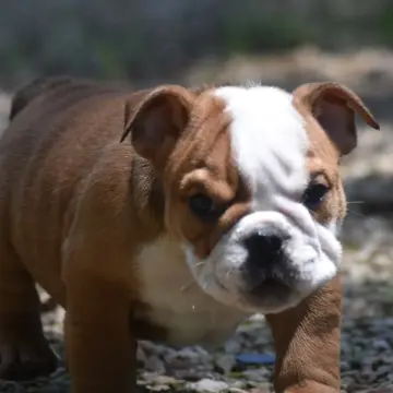 Otis