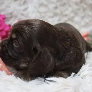 Bella | image 3