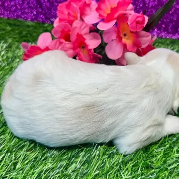 Izzy | image 3