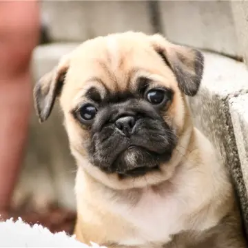 Lola | image 5