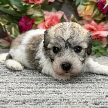 Nigel | image 2