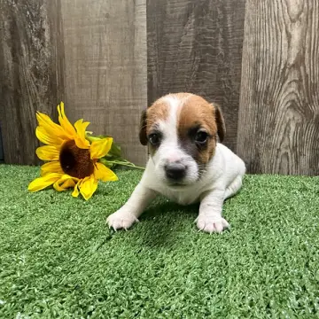 Ziggy | image 3