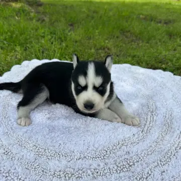 Doris