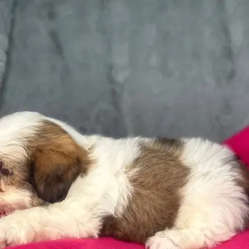 Daisy | image 2