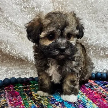 Omar | image 2