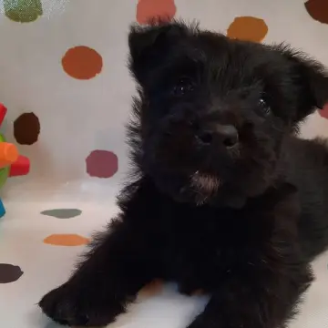 Otis | image 7