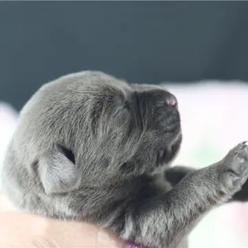 Jace | image 6