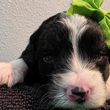 Daisy | image 5