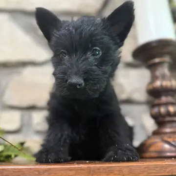 Fiona | image 2