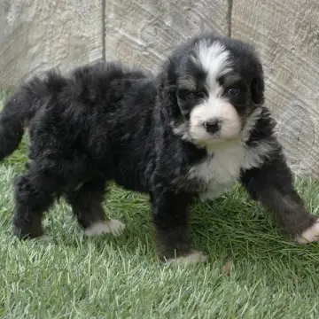 Frankie | image 3