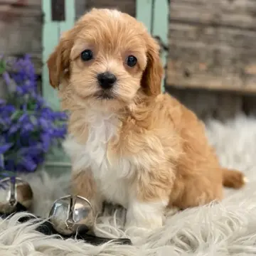Lenny | image 3
