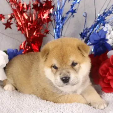 Meeko | image 2