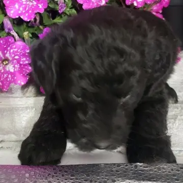 Lily