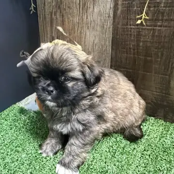 Baxter