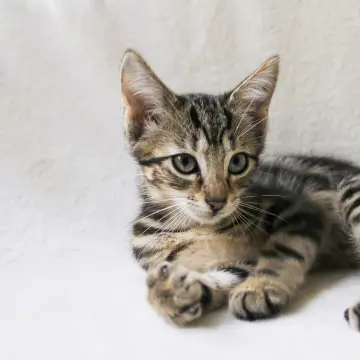 Test advertisement - Adorable Kitten For Sale