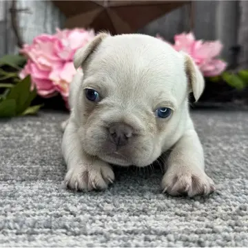 Myra