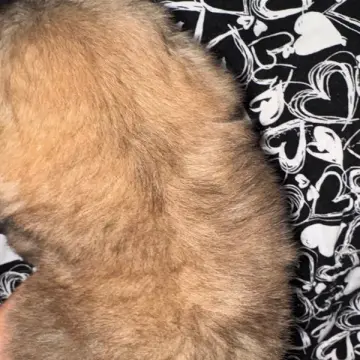 Finn | image 2
