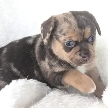 Tundra