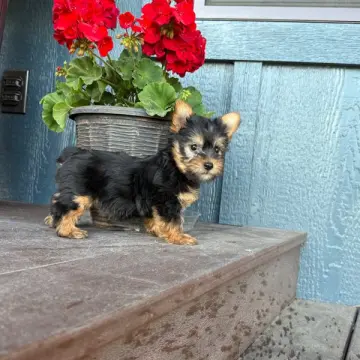 Lillian | image 2