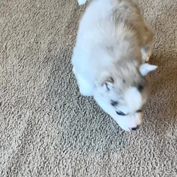 Charlie | image 5