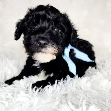Finn | image 9