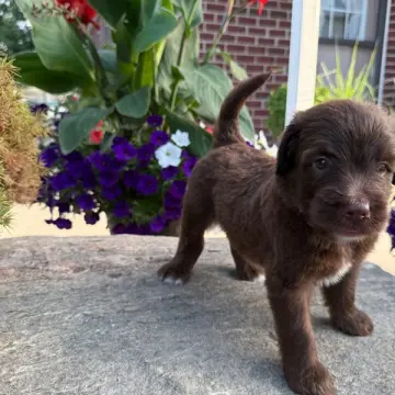 George | image 2